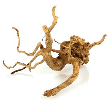 Amazonas   Finger-Wurzel, Medium