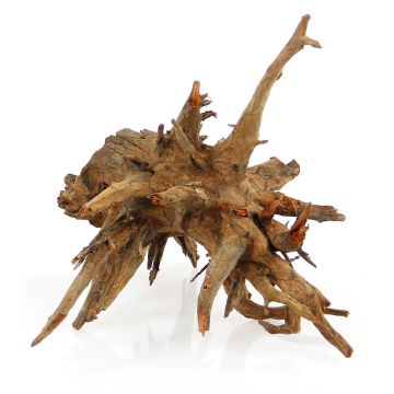Amazonas Corbo-Wurzel Medium