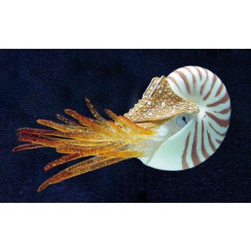 Dekor Floating Nautilus GP-1012