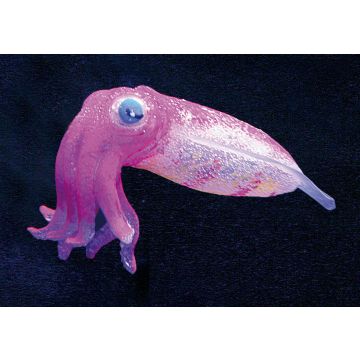 Dekor Floating Tintenfisch GP-1015