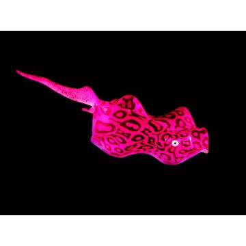 Amazonas Dekor floating Stachelrochen