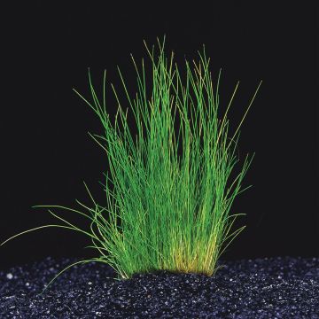 Eleocharis Acicularis (Topf)