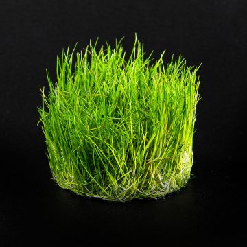 Eleocharis sp. ‘Mini’ in-vitro