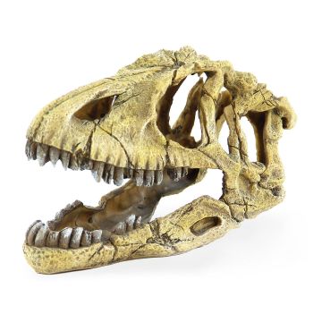Amazonas Saurus-Skelettkopf 15.5x17cm
