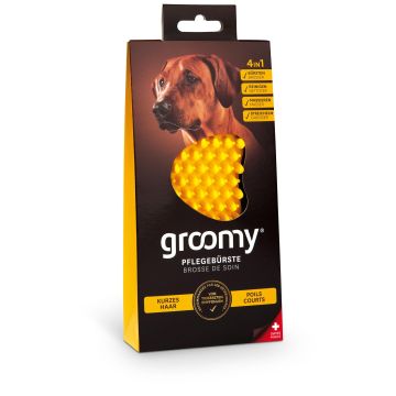 groomy dog - Kurzhaar